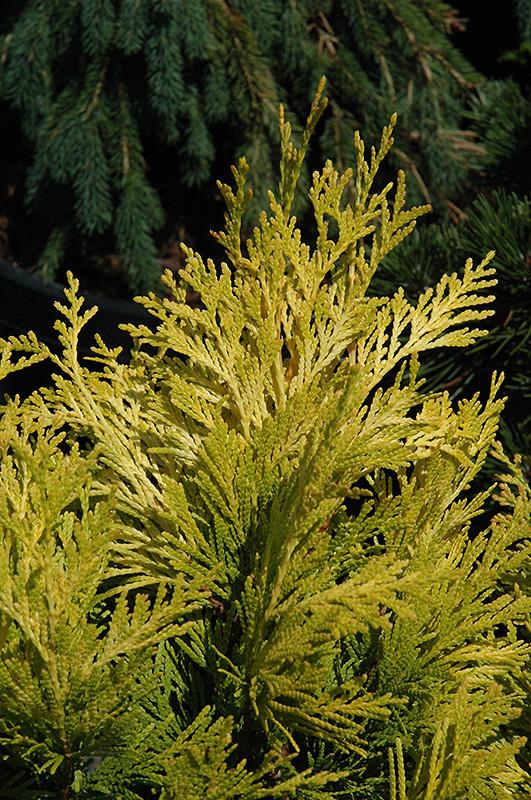C Thuja Plicata '4ever Goldy' Gold Arborvitae - View 27 from www redcrocus com