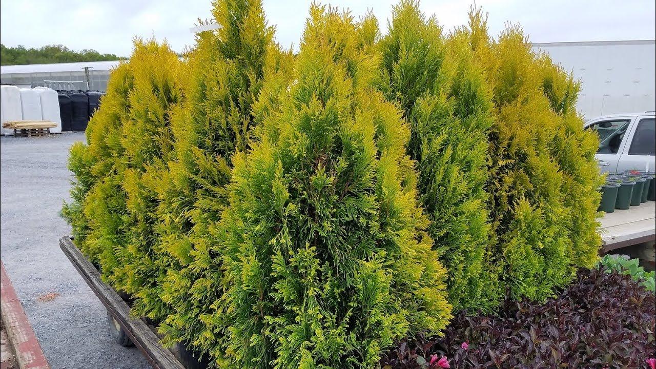 C Thuja Plicata '4ever Goldy' Gold Arborvitae - View 33 from www redcrocus com