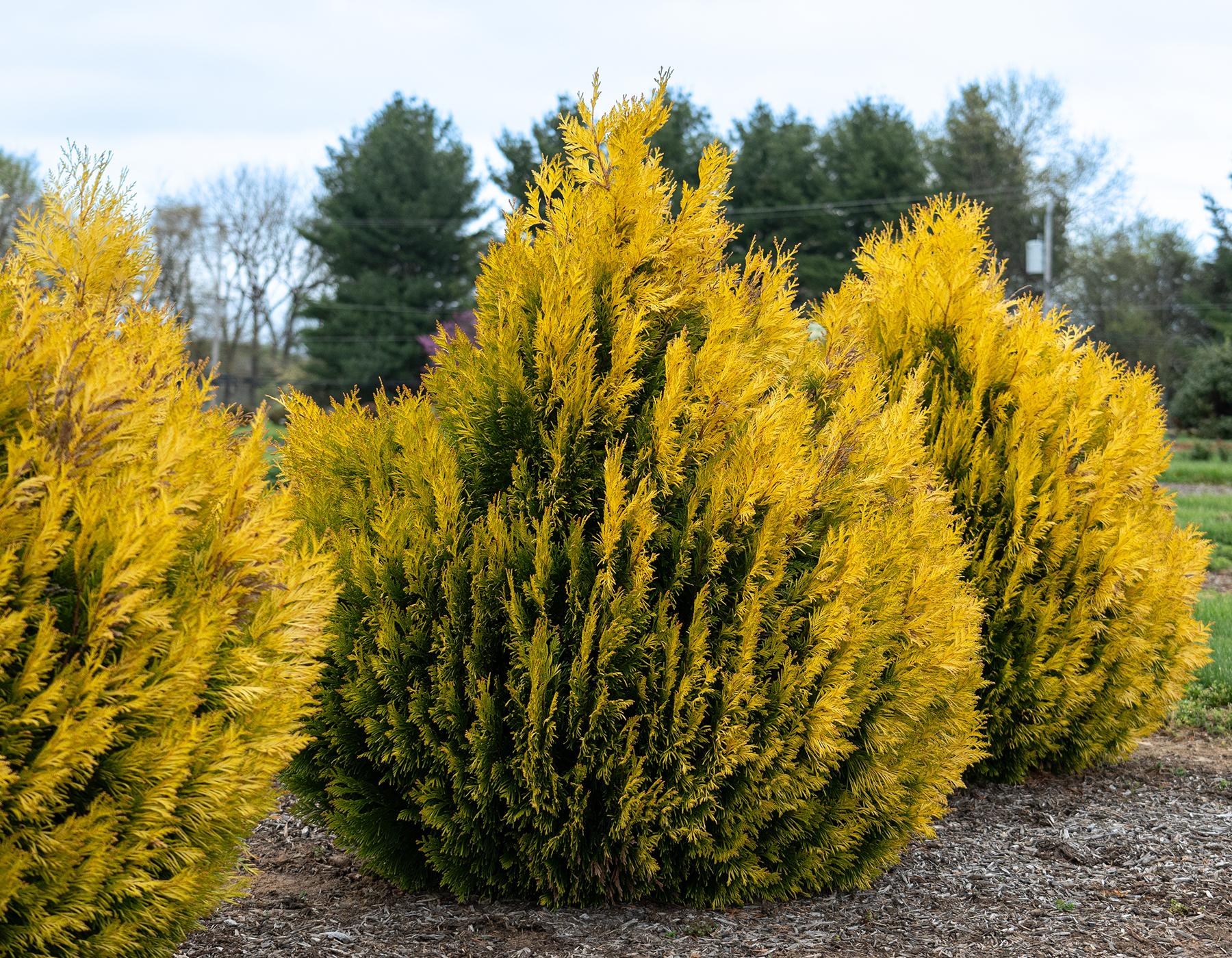 C Thuja Plicata '4ever Goldy' Gold Arborvitae - View 4 from www redcrocus com