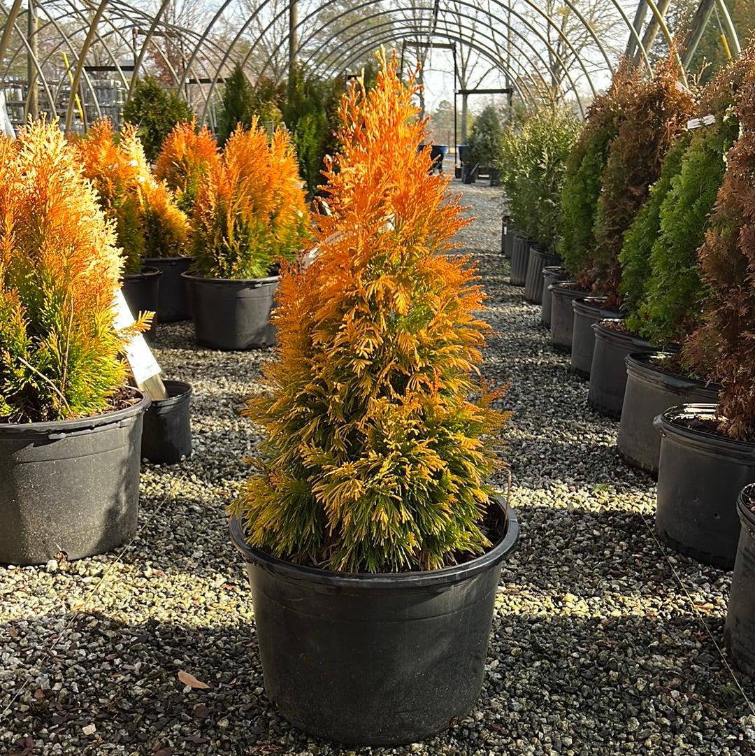 C Thuja Plicata '4ever Goldy' Gold Arborvitae - View 6 from www redcrocus com