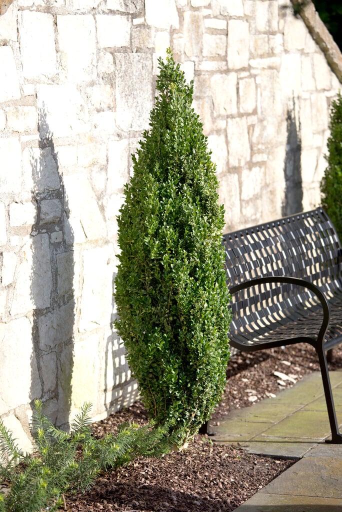 Ad5 Buxus Graham Blandy Upright - View 11 from www redcrocus com