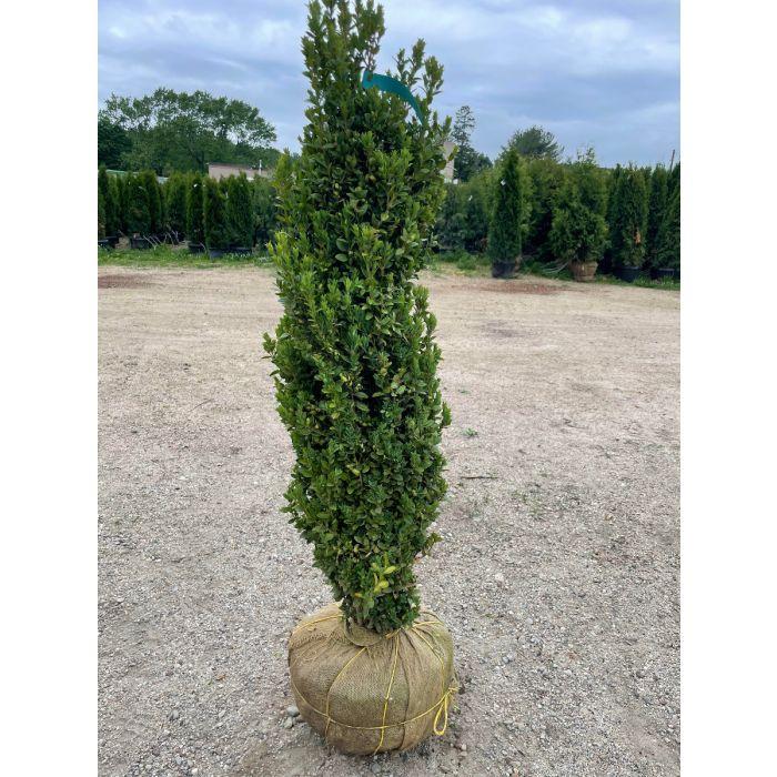 Ad5 Buxus Graham Blandy Upright - View 13 from www redcrocus com