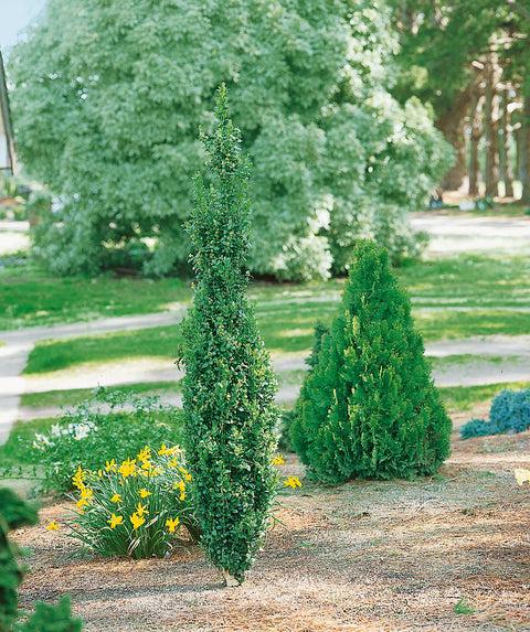 Ad5 Buxus Graham Blandy Upright - View 14 from www redcrocus com