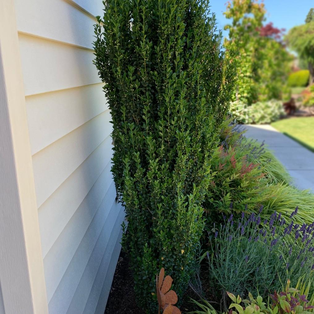 Ad5 Buxus Graham Blandy Upright - View 16 from www redcrocus com