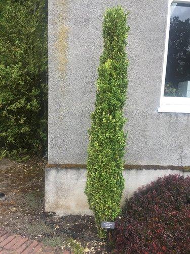 Ad5 Buxus Graham Blandy Upright - View 17 from www redcrocus com