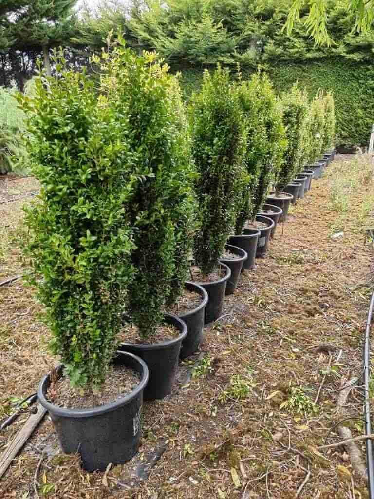Ad5 Buxus Graham Blandy Upright - View 18 from www redcrocus com