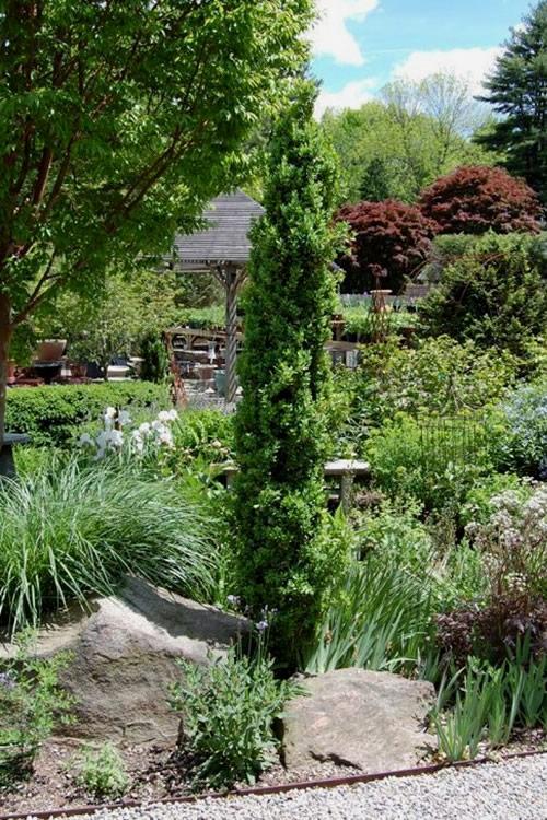 Ad5 Buxus Graham Blandy Upright - View 19 from www redcrocus com