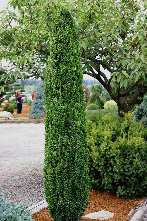 Ad5 Buxus Graham Blandy Upright - View 1 from www redcrocus com