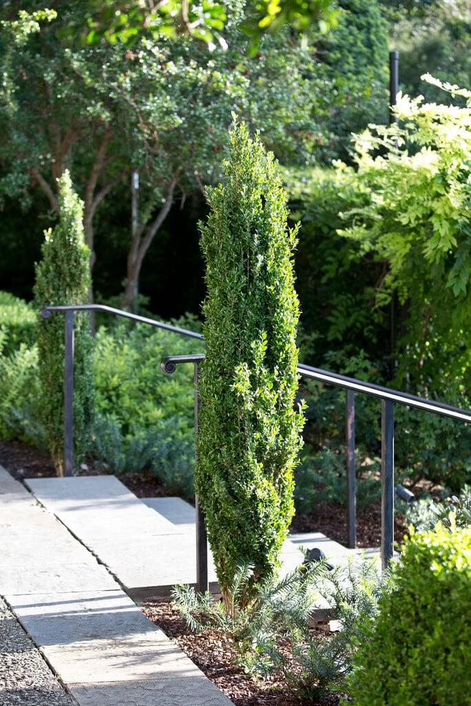 Ad5 Buxus Graham Blandy Upright - View 20 from www redcrocus com