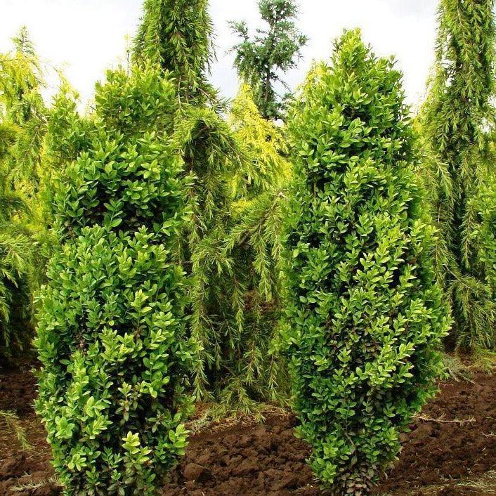 Ad5 Buxus Graham Blandy Upright - View 21 from www redcrocus com