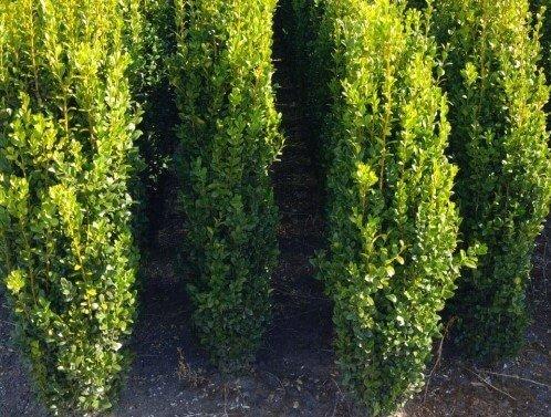 Ad5 Buxus Graham Blandy Upright - View 22 from www redcrocus com