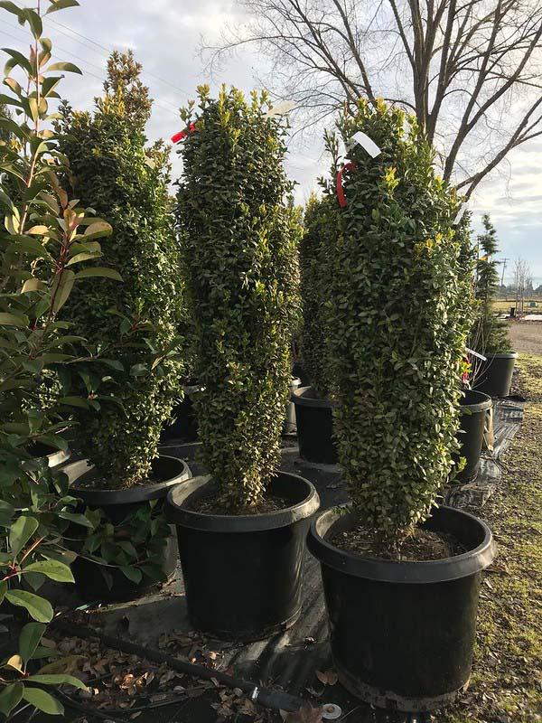 Ad5 Buxus Graham Blandy Upright - View 24 from www redcrocus com