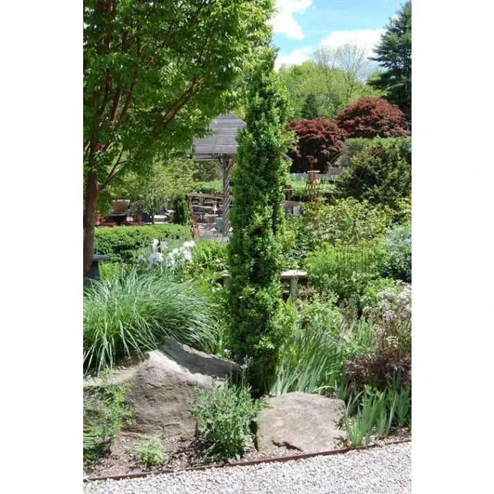 Ad5 Buxus Graham Blandy Upright - View 25 from www redcrocus com