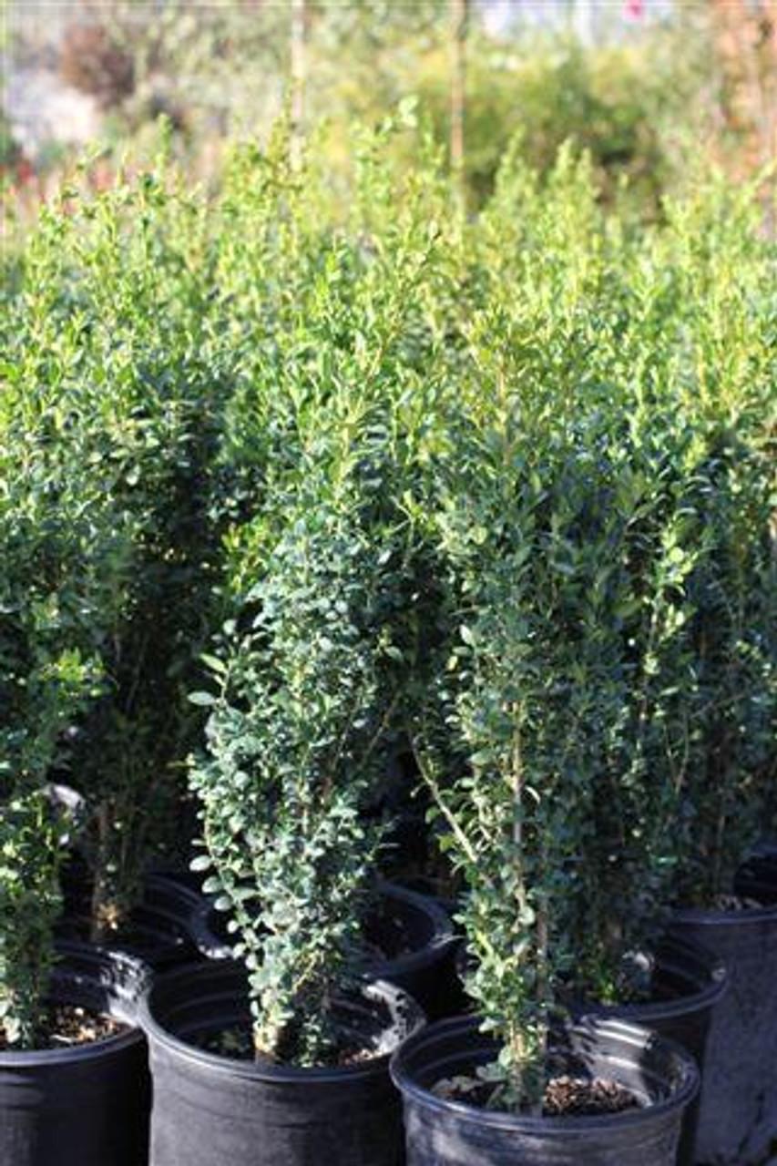 Ad5 Buxus Graham Blandy Upright - View 26 from www redcrocus com