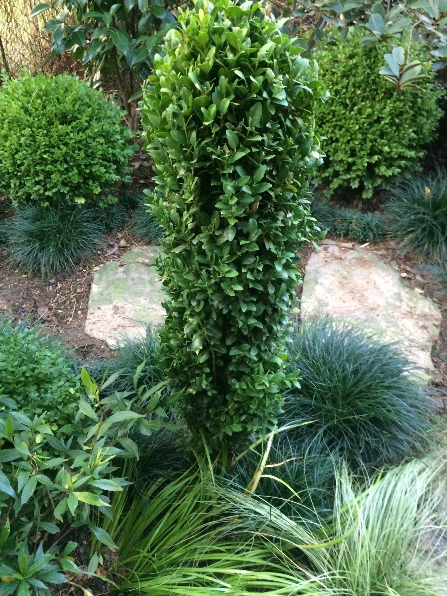 Ad5 Buxus Graham Blandy Upright - View 27 from www redcrocus com
