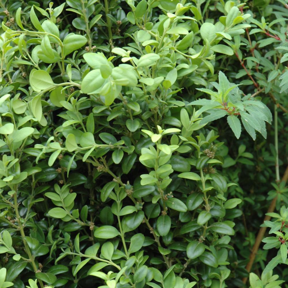 Ad5 Buxus Graham Blandy Upright - View 28 from www redcrocus com