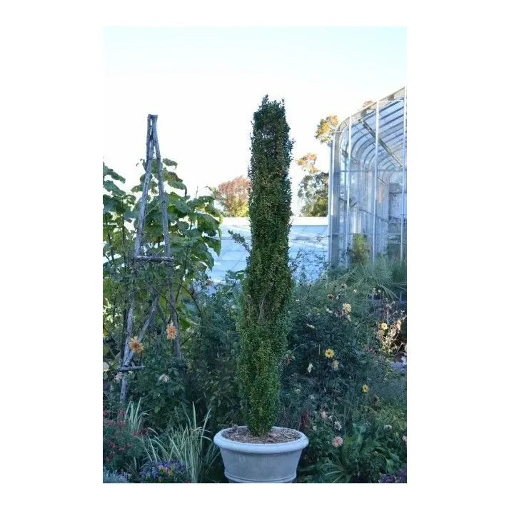 Ad5 Buxus Graham Blandy Upright - View 29 from www redcrocus com