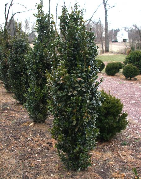 Ad5 Buxus Graham Blandy Upright - View 30 from www redcrocus com