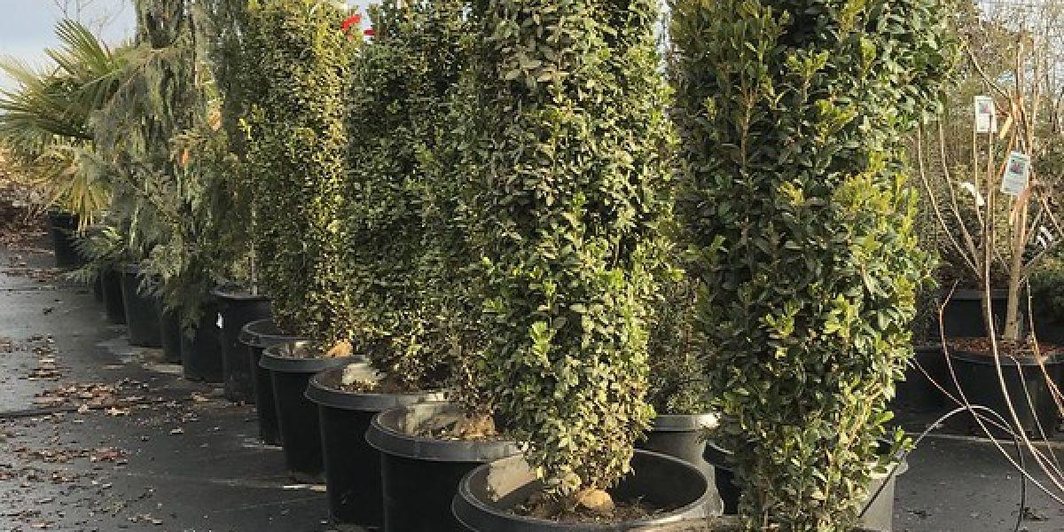 Ad5 Buxus Graham Blandy Upright - View 32 from www redcrocus com