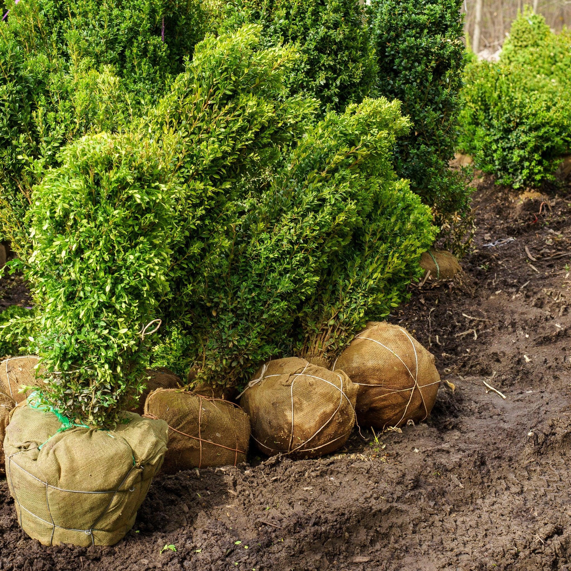 Ad5 Buxus Graham Blandy Upright - View 33 from www redcrocus com