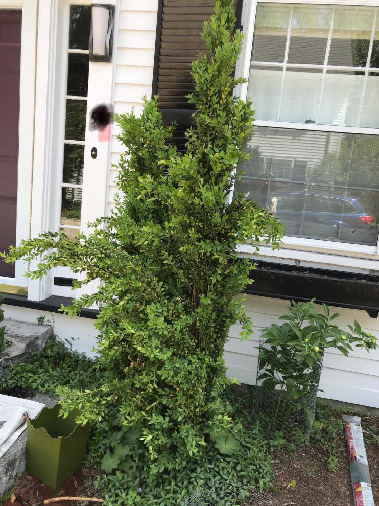 Ad5 Buxus Graham Blandy Upright - View 34 from www redcrocus com