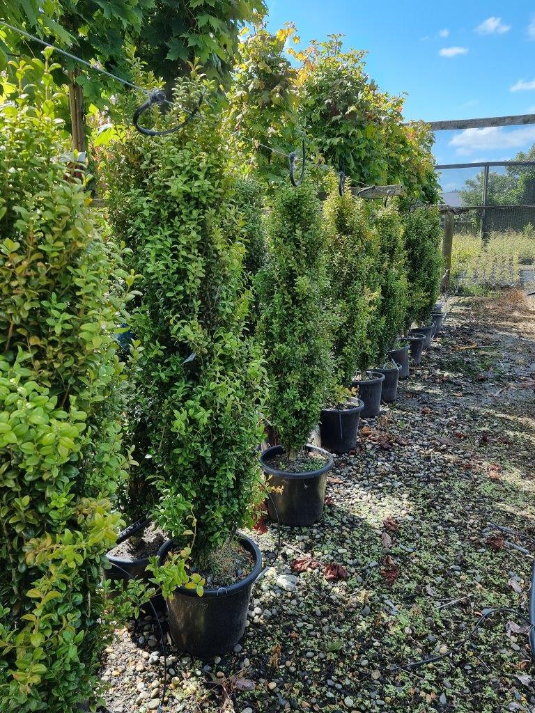 Ad5 Buxus Graham Blandy Upright - View 37 from www redcrocus com