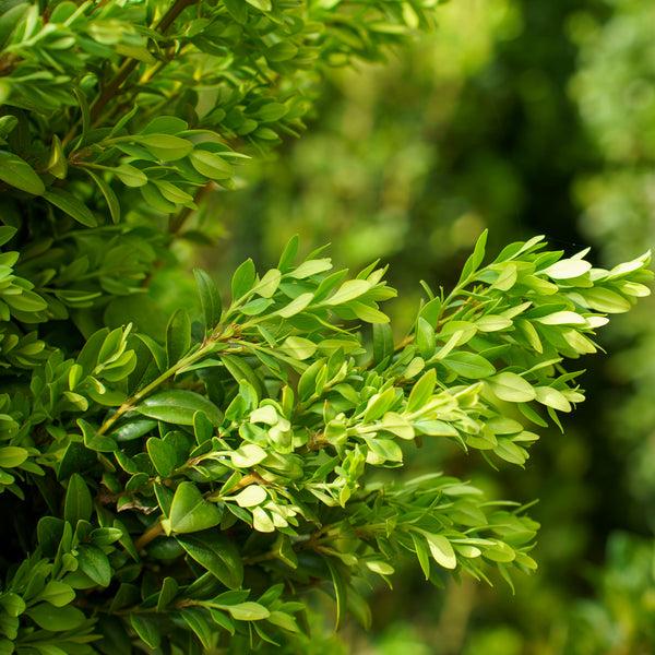 Ad5 Buxus Graham Blandy Upright - View 38 from www redcrocus com