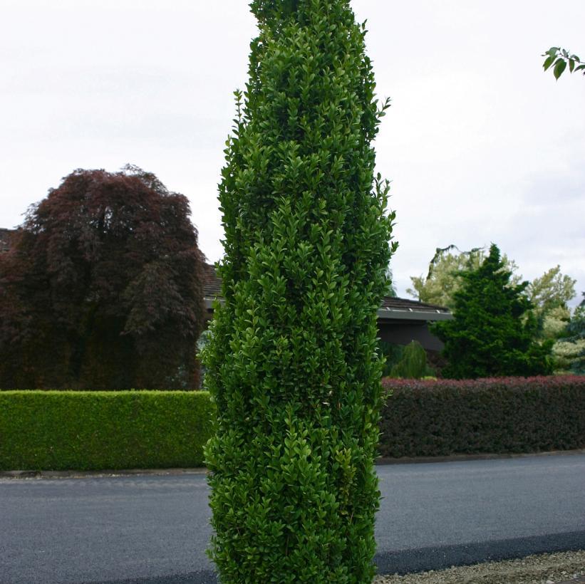 Ad5 Buxus Graham Blandy Upright - View 4 from www redcrocus com