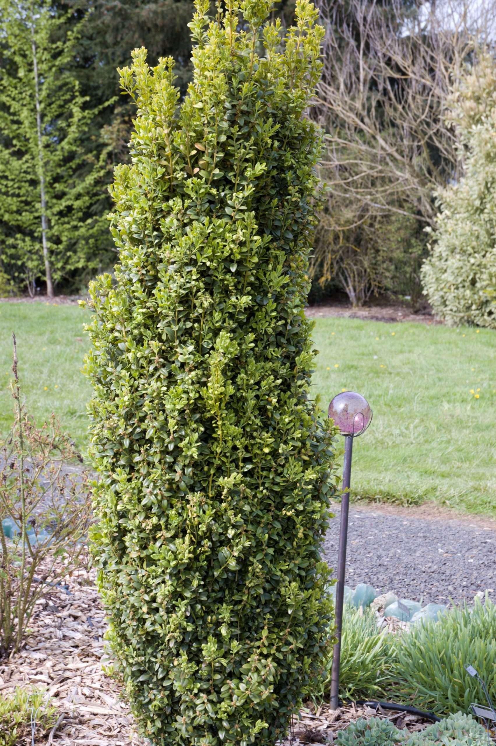 Ad5 Buxus Graham Blandy Upright - View 5 from www redcrocus com