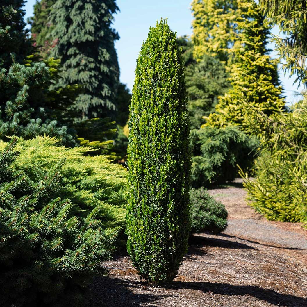 Ad5 Buxus Graham Blandy Upright - View 6 from www redcrocus com
