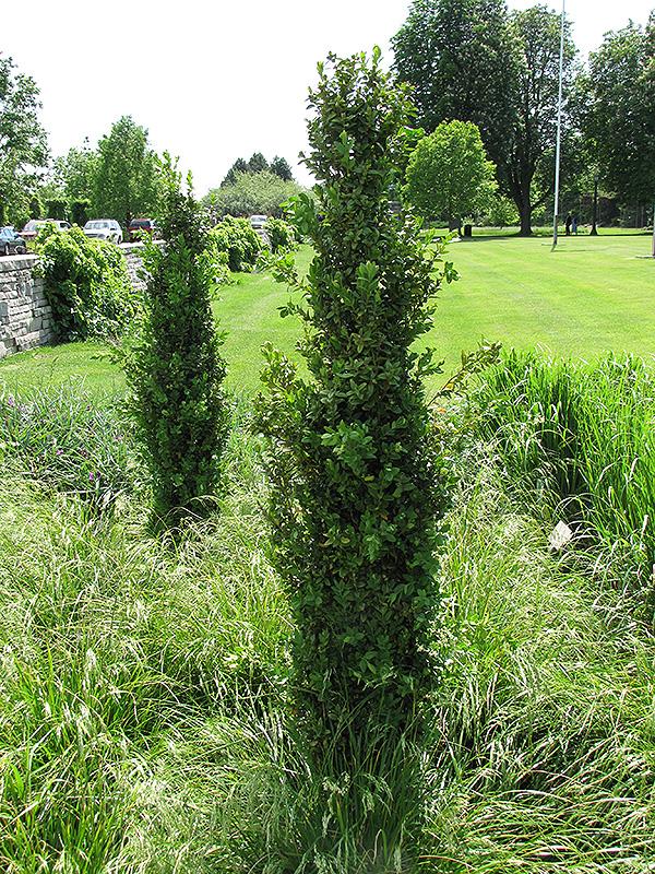 Ad5 Buxus Graham Blandy Upright - View 7 from www redcrocus com