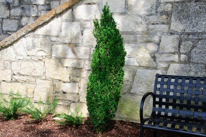 Ad5 Buxus Graham Blandy Upright - View 8 from www redcrocus com