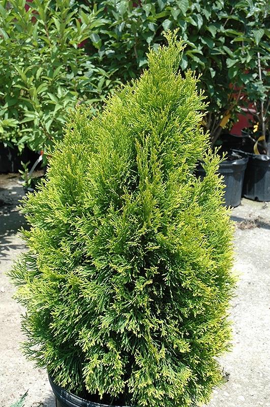 Ae7 Thuja Occ  Janed Gold Gold Arborvitae - View 14 from www redcrocus com