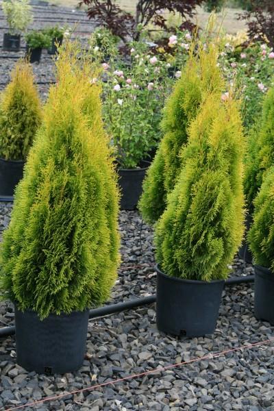 Ae7 Thuja Occ  Janed Gold Gold Arborvitae - View 16 from www redcrocus com
