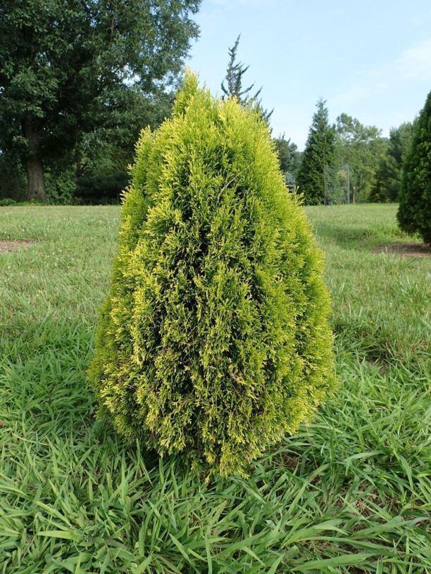 Ae7 Thuja Occ  Janed Gold Gold Arborvitae - View 18 from www redcrocus com