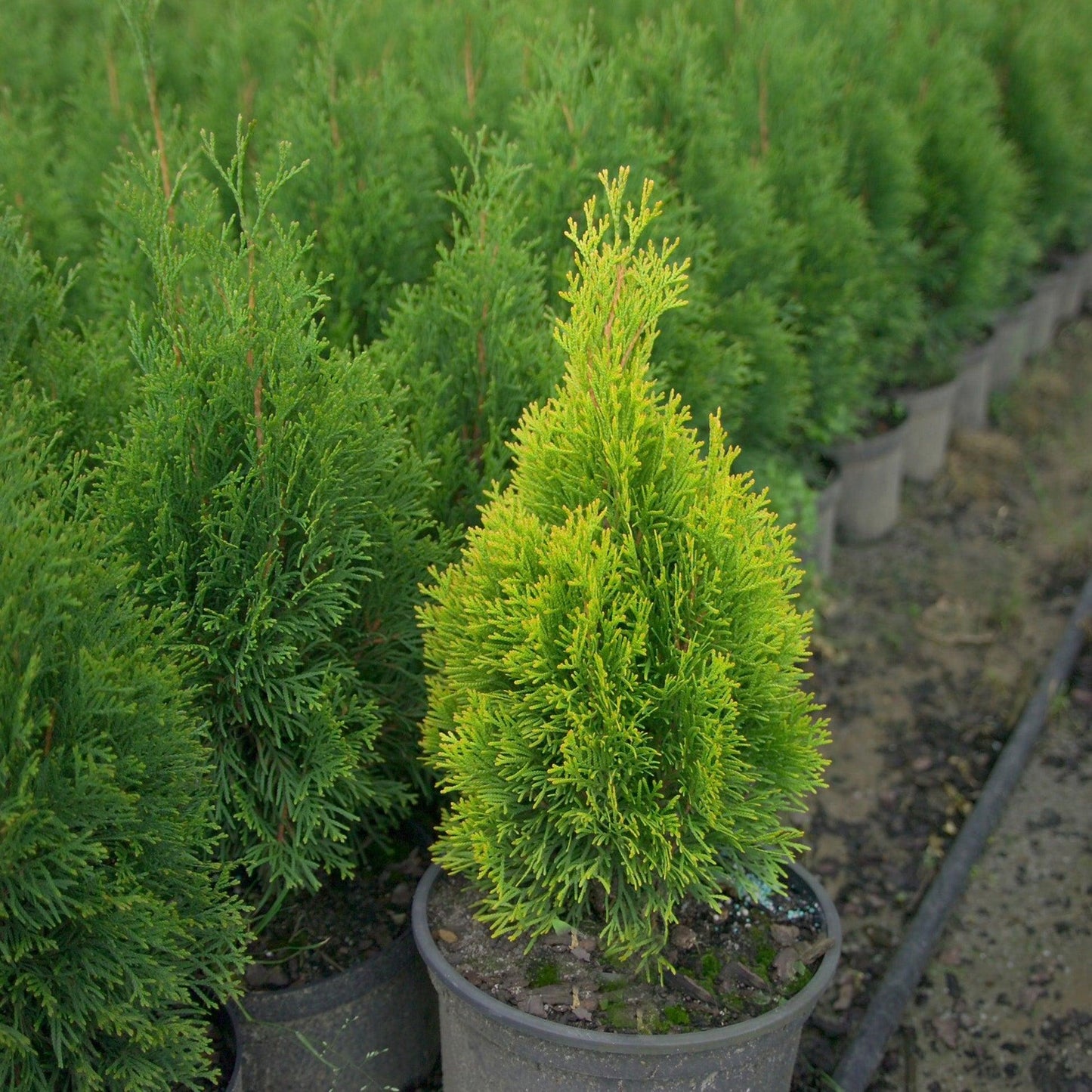 Ae7 Thuja Occ  Janed Gold Gold Arborvitae - View 19 from www redcrocus com