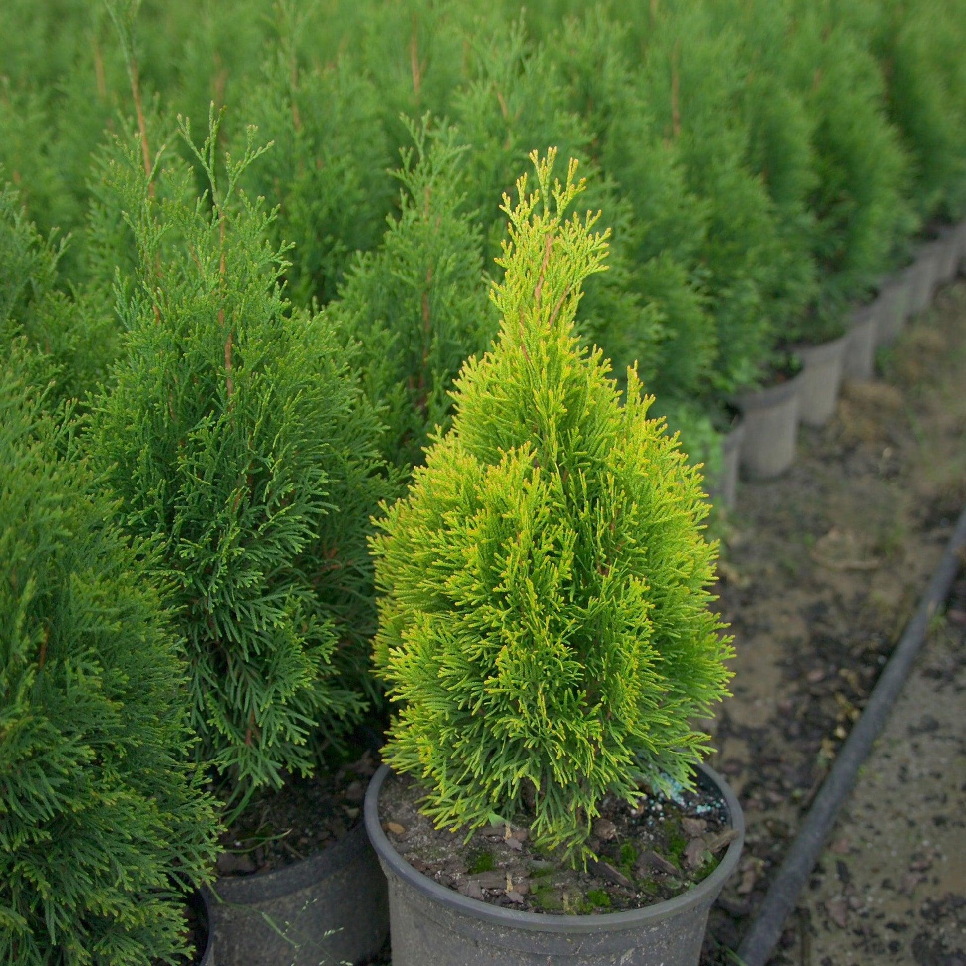 Ae7 Thuja Occ  Janed Gold Gold Arborvitae - View 19 from www redcrocus com