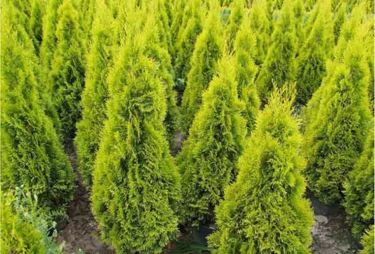 Ae7 Thuja Occ  Janed Gold Gold Arborvitae - View 1 from www redcrocus com