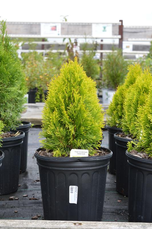 Ae7 Thuja Occ  Janed Gold Gold Arborvitae - View 22 from www redcrocus com