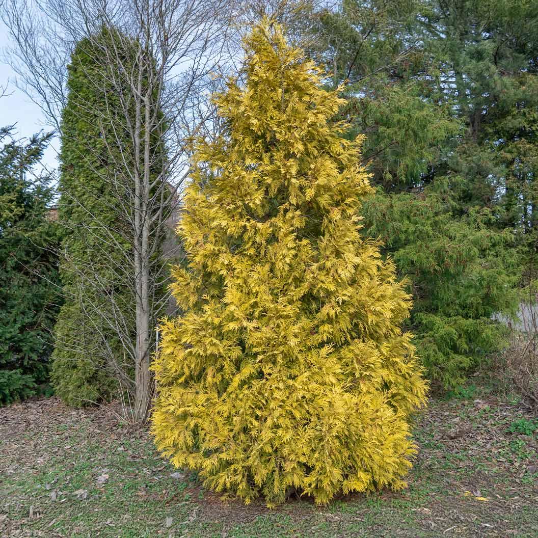 Ae7 Thuja Occ  Janed Gold Gold Arborvitae - View 25 from www redcrocus com