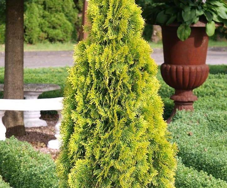 Ae7 Thuja Occ  Janed Gold Gold Arborvitae - View 28 from www redcrocus com