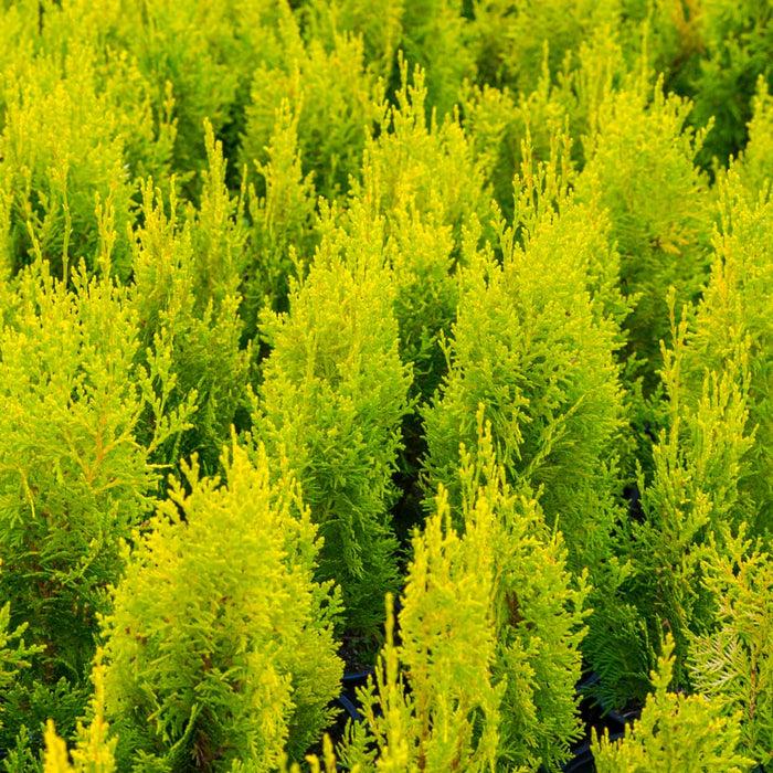 Ae7 Thuja Occ  Janed Gold Gold Arborvitae - View 32 from www redcrocus com