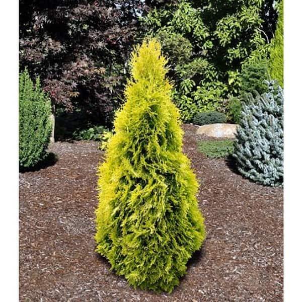 Ae7 Thuja Occ  Janed Gold Gold Arborvitae - View 33 from www redcrocus com