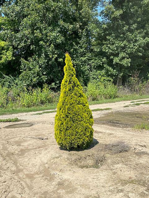 Ae7 Thuja Occ  Janed Gold Gold Arborvitae - View 5 from www redcrocus com