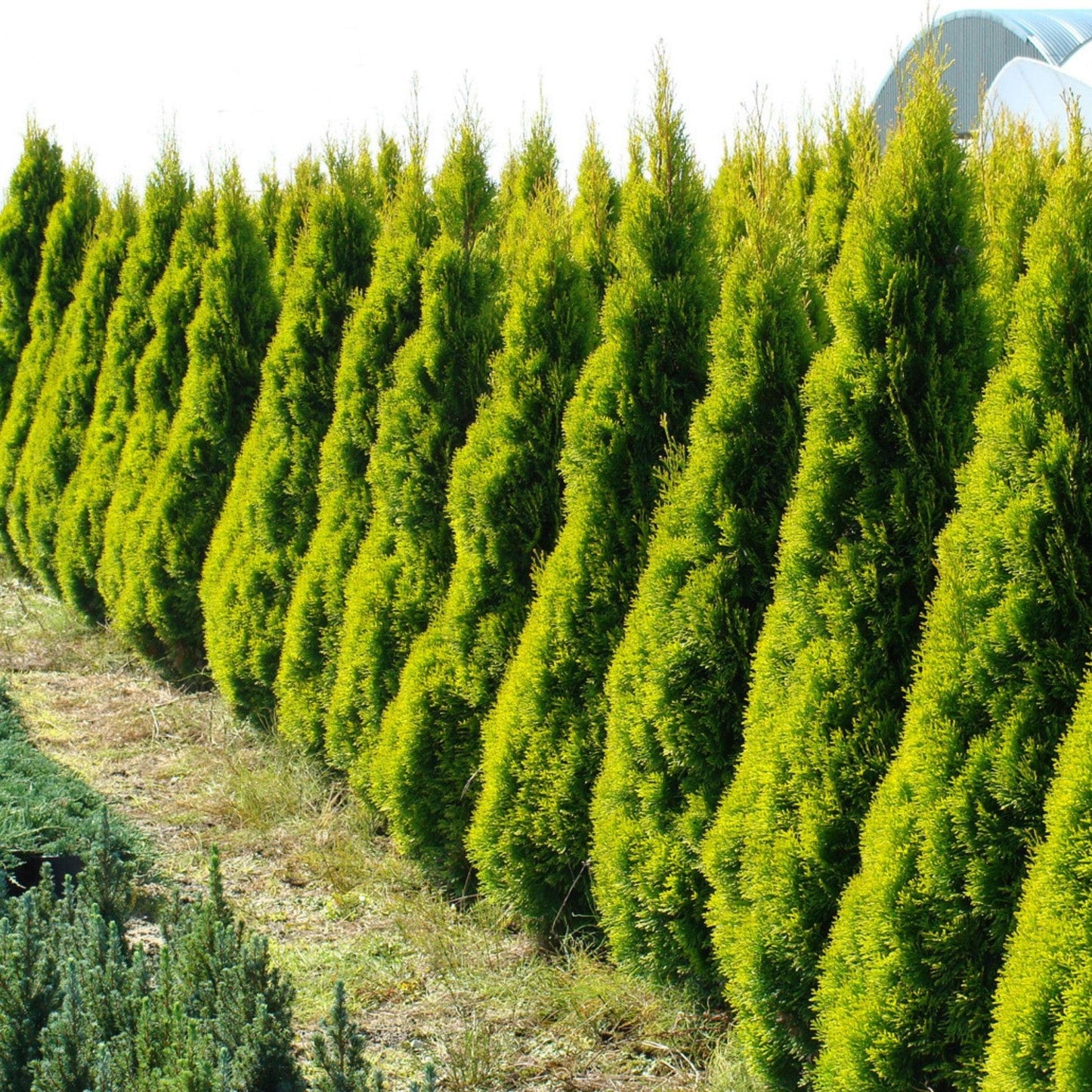 Ae7 Thuja Occ  Janed Gold Gold Arborvitae - View 6 from www redcrocus com