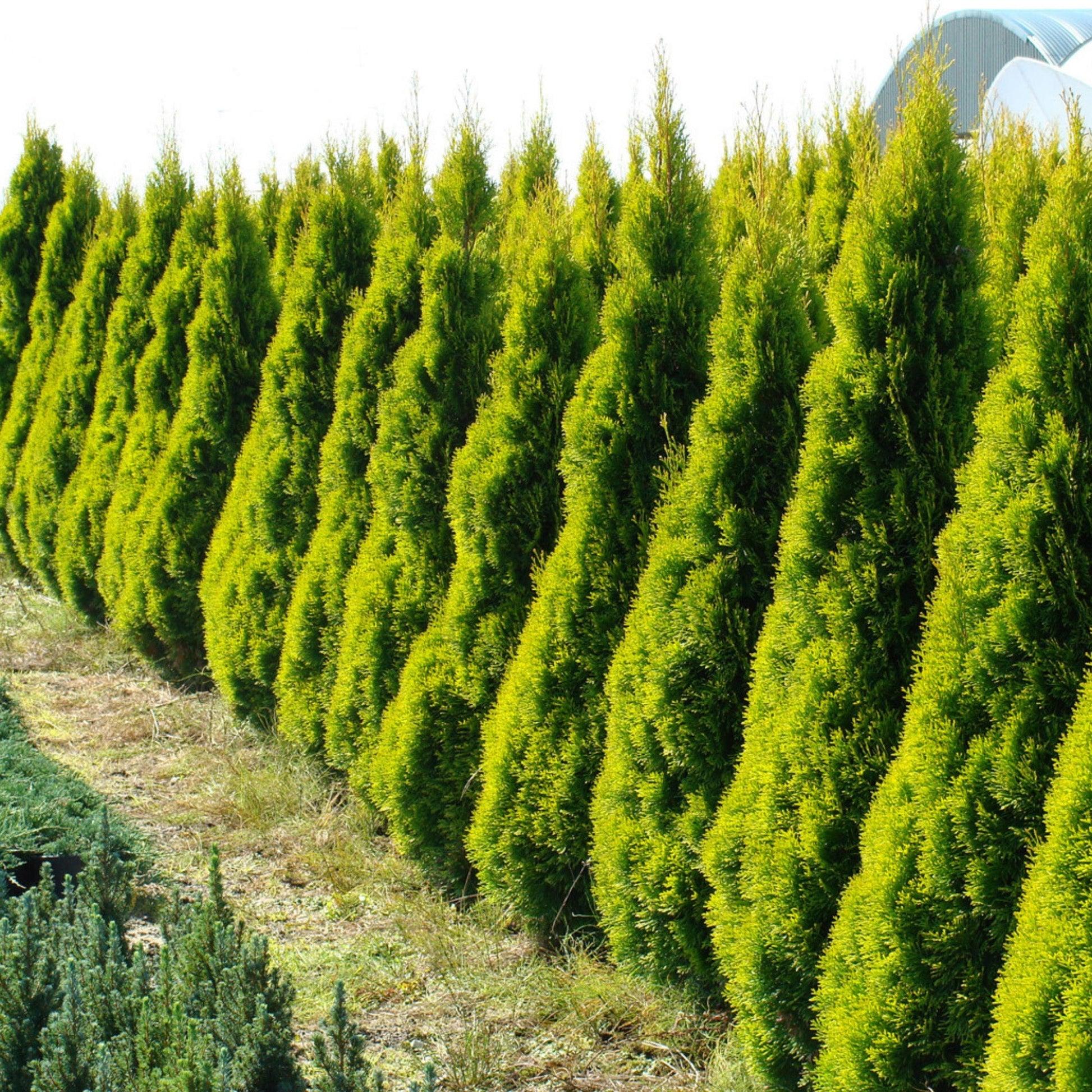 Ae7 Thuja Occ  Janed Gold Gold Arborvitae - View 6 from www redcrocus com
