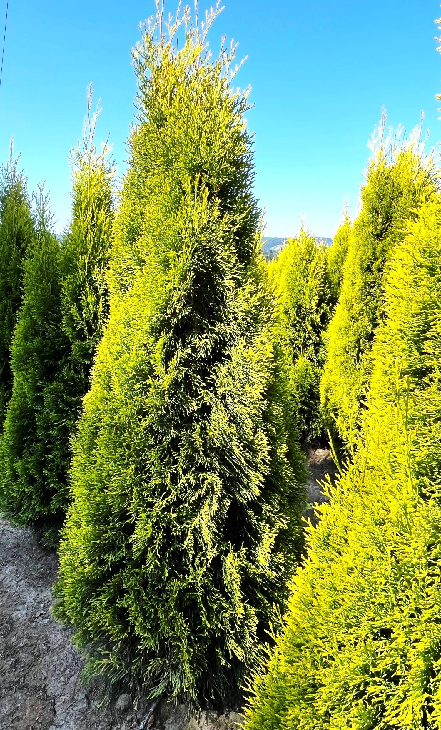 Ae7 Thuja Occ  Janed Gold Gold Arborvitae - View 7 from www redcrocus com