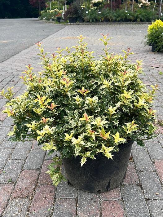 Ba6 Osmanthus Goshiki Variegated False Holly - View 11 from www redcrocus com