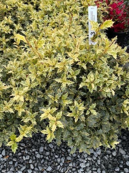 Ba6 Osmanthus Goshiki Variegated False Holly - View 12 from www redcrocus com