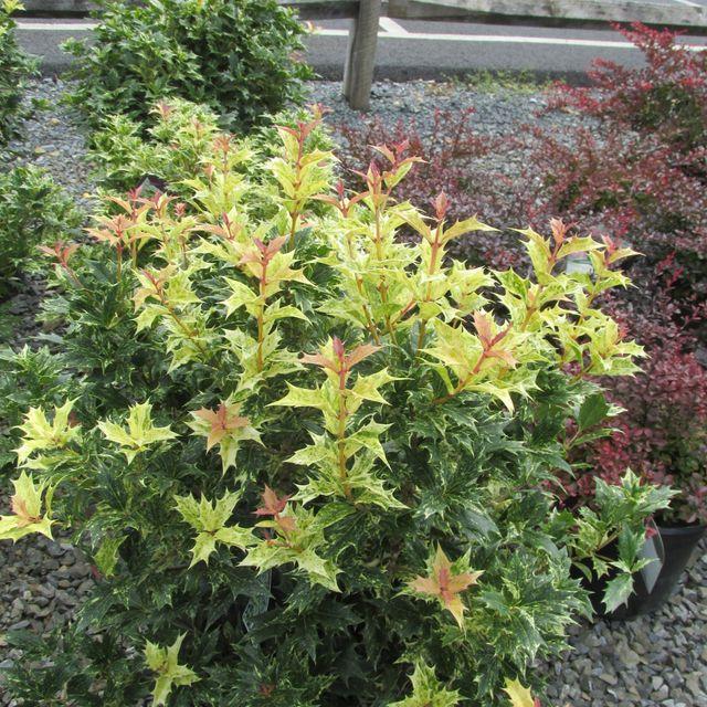 Ba6 Osmanthus Goshiki Variegated False Holly - View 16 from www redcrocus com